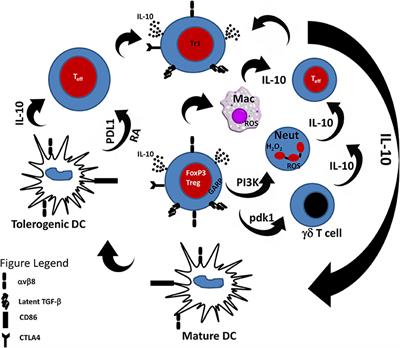 Frontiers | The Pivotal Role Of Regulatory T Cells In The Regulation Of ...